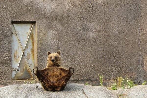 Bär sitzt auf dem Hintergrund der grauen Wand in Yoga-Pose