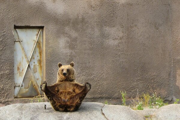 Niedźwiedź siedzi na tle szarej ściany w pozie jogi