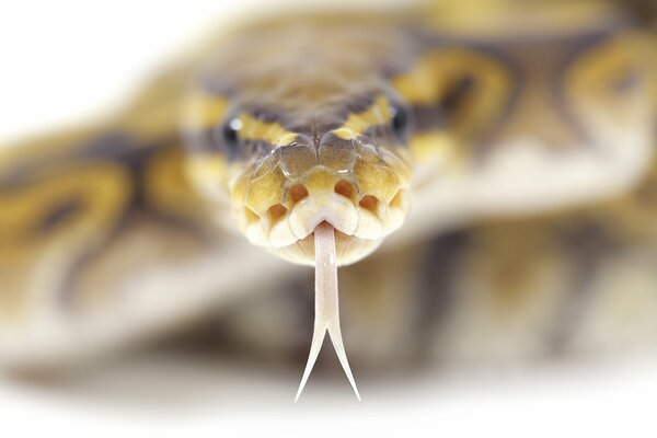 La mirada hipnótica de los ojos de serpiente