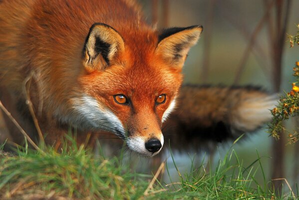 A bright red fox peers into the grass