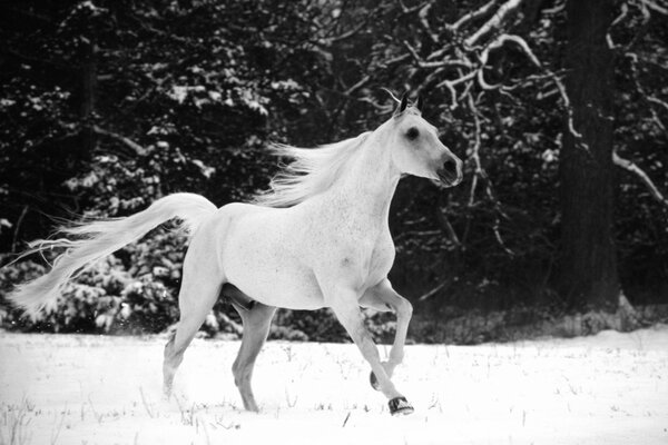 Un cheval blanc qui court dans la neige