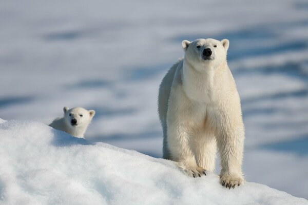 Oso polar con un oso en la nieve blanca como la nieve