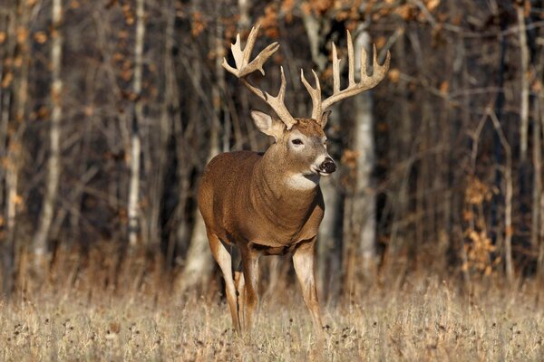 Alces con grandes cuernos de pie frente al bosque en un claro