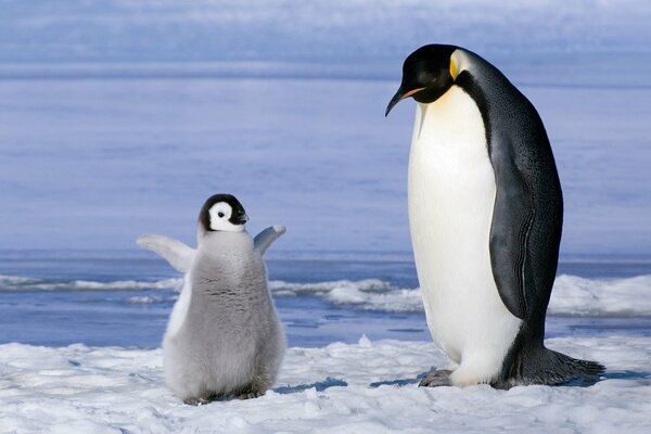 En la Antártida, un cachorro de pingüino da sus primeros pasos