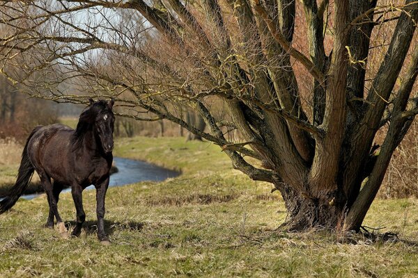 Caballo en verano en la naturaleza cerca de un árbol