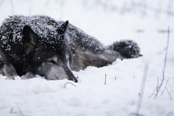 A gray wolf is lying in the snow