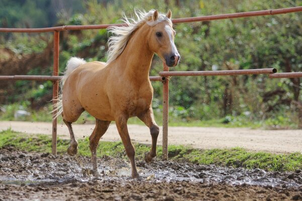 Caballo rojo corriendo por el barro