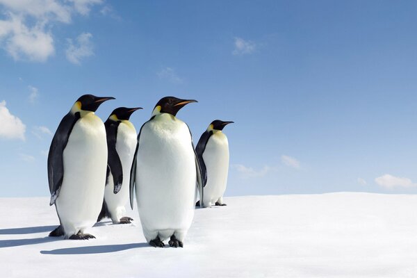 Pinguine stehen im Schnee. Vier Pinguine