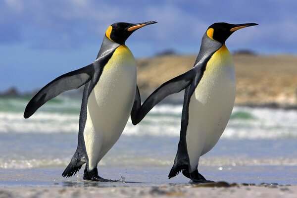 Amicizia eterna di due pinguini