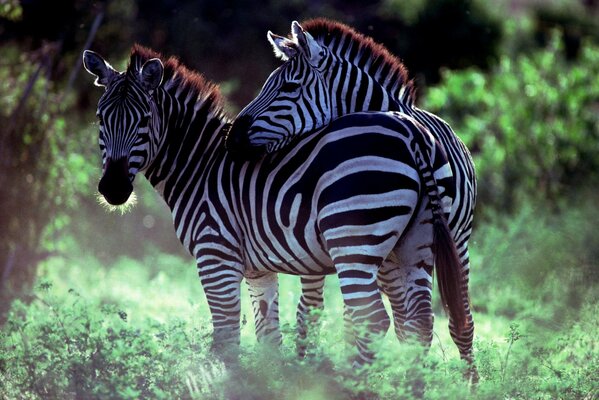 Un par de cebras en la selva de sovanna