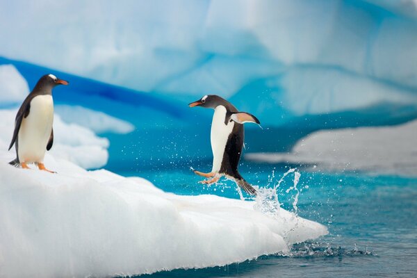 Pinguine auf einer Eisscholle. Arktis. Eis und Wasser