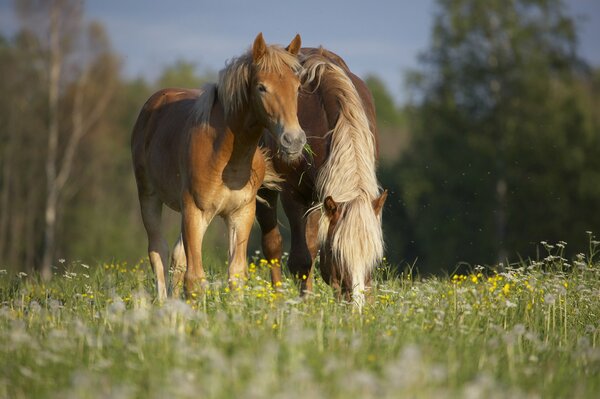 The company of horses in nature. Summer photo in nature with horses