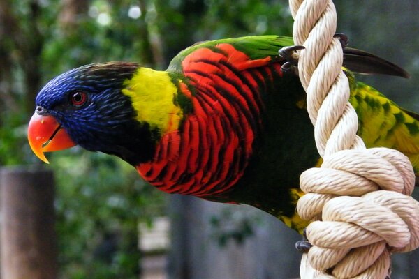 Perroquet panaché multicolore avec un bec rouge sur une corde