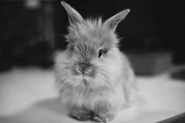 Imagen en blanco y negro de un conejo peludo