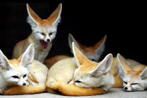 Petits renards, animaux drôles