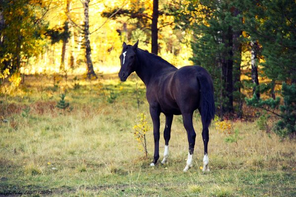 Hermoso caballo en el bosque de otoño