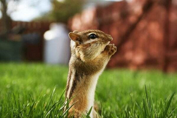 Chipmunk nibbles lunch on the grass