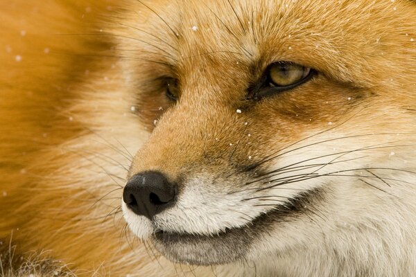 Fox s muzzle close-up