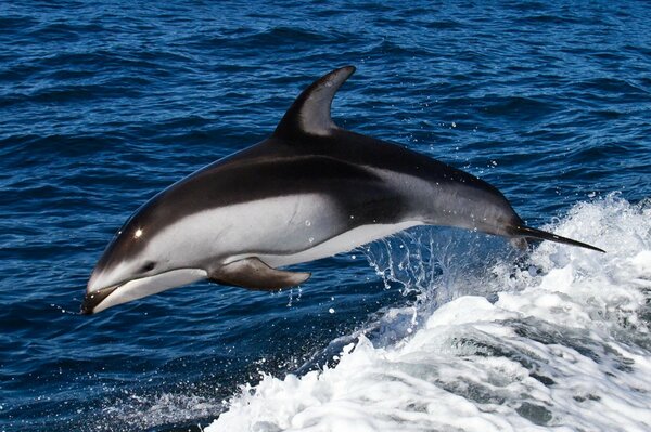 Dolphin jumping on the waves in the sea