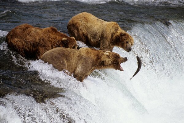 Bears fishing on the river