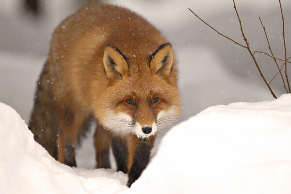 A red fluffy fox in the winter forest. Snow drifts
