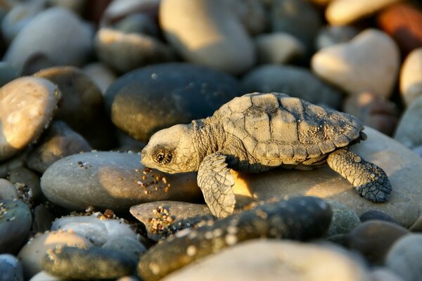 Foto einer Schildkröte auf Steinen
