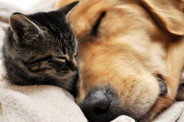 A small kitten and a big dog sleep together