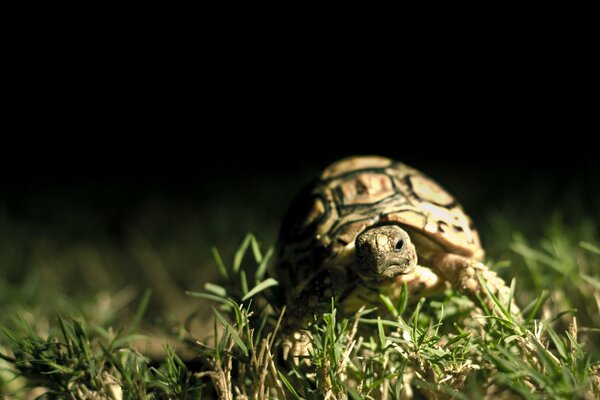 Schildkröte im Nachthintergrund im Gras