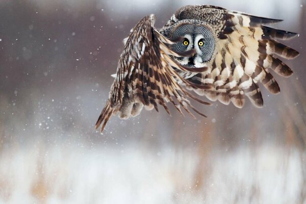 Schöne Eule fliegt im Winter