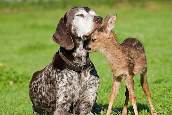 Linda amistad perro y ciervo