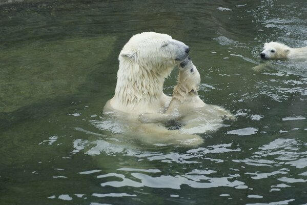 Ein Eisbär mit einem Bären badet im Wasser