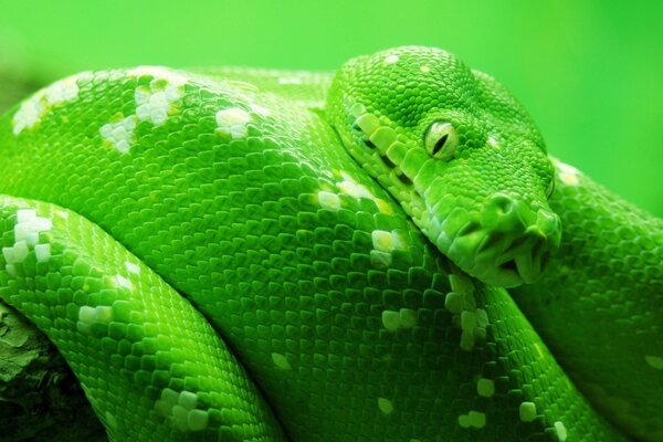 Riprese macro di un serpente in luce verde