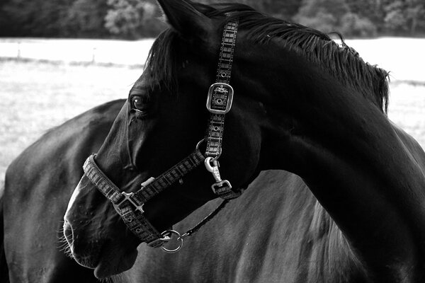 Elegante caballo negro en alguna parte mirando