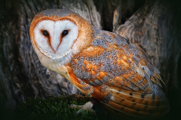 Polar golden owl between the trees in the dark