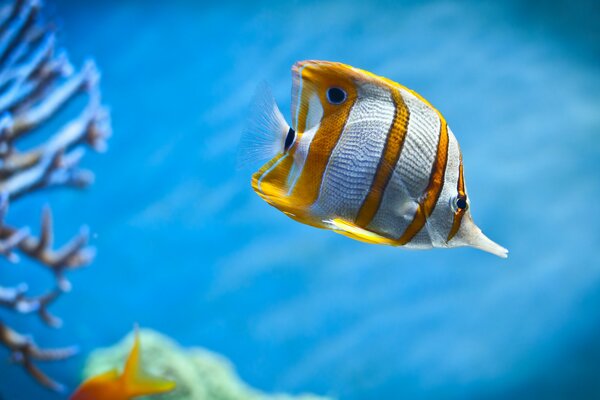 Poisson blanc doré gros plan