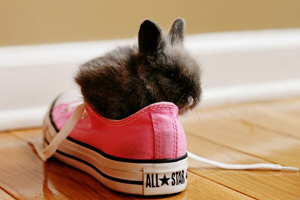 Photo d un lapin en baskets. Petit lapin caché dans des baskets