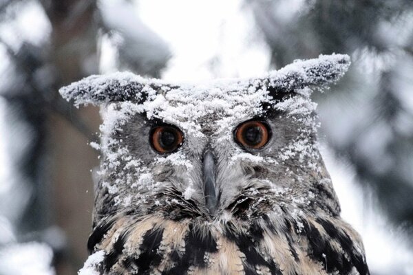 Eule im Schnee, im Wald