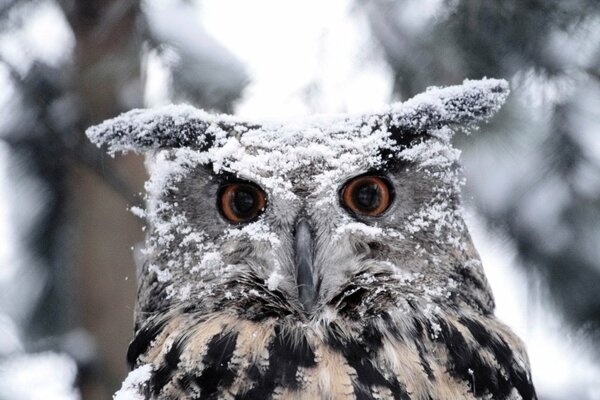 Owl in the snow, in the forest