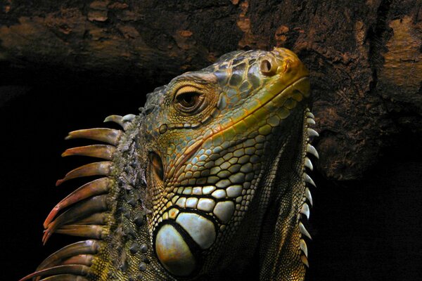 Reptile Varane closeup sur fond d arbre