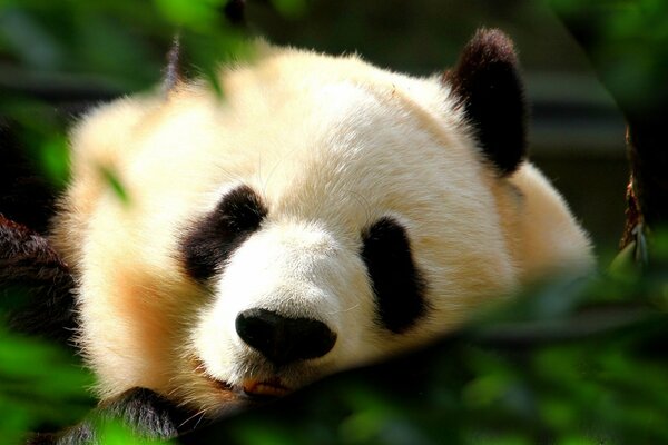 Panda addormentato sullo sfondo della natura