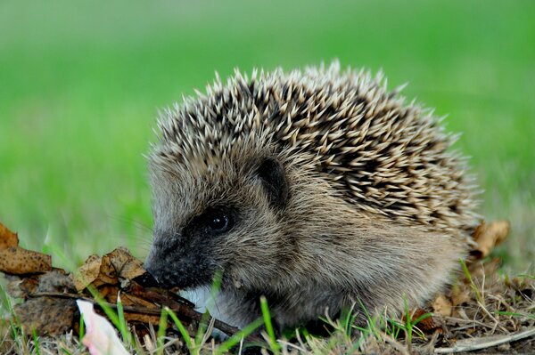 Prickly hedgehog in macro shooting