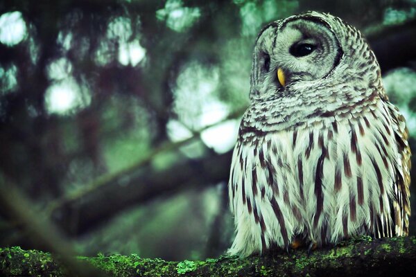 A sleepy owl is sitting on a branch