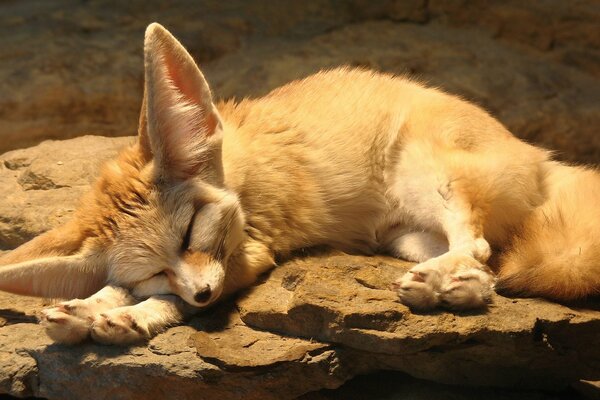 Ein kleiner Fuchs schläft auf einem Stein, der von der Sonne erwärmt wird