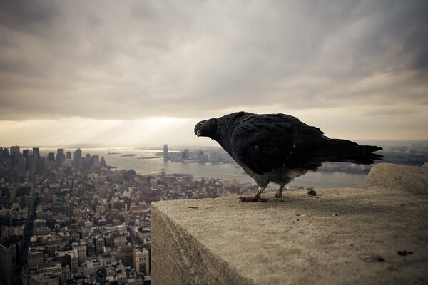 A pigeon observes the beauty of the city from a height
