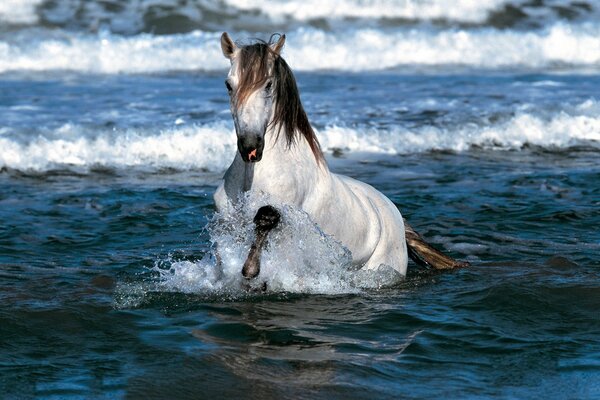 Biały koń z luksusową grzywą kąpie się w morzu