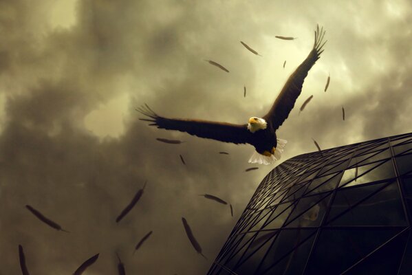 El arte de la caída de un águila con un gran rendirse hacia abajo