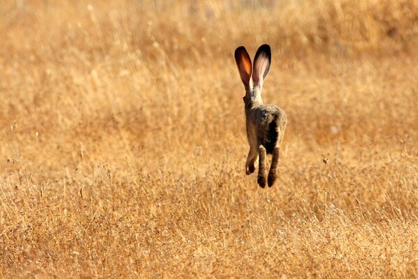 Ein entlaufener Hase versteckt sich im Gras