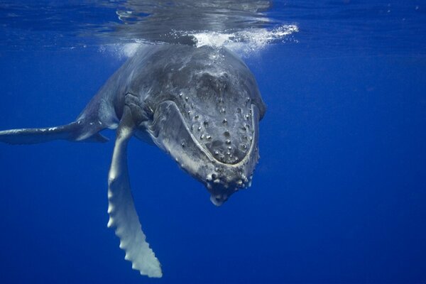 Baleine dans les profondeurs de l océan bleu