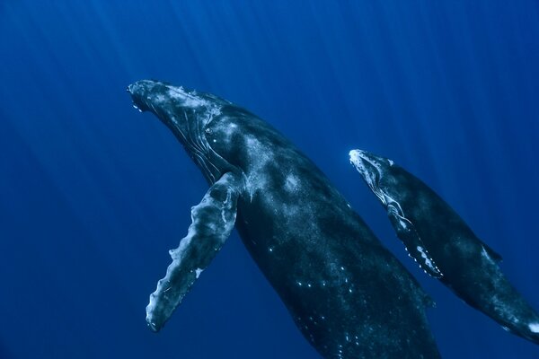 Poderosas ballenas nadando bajo el agua