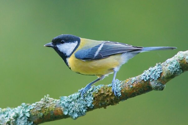 Mésange jaune-bleu sur une branche